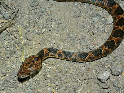 Cat-eyed snake