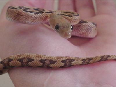 Trans-Pecos rat snake