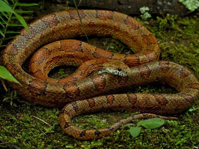 Corn snake