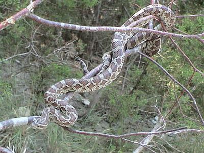Great Plains rat snake