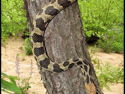 Eastern fox snake