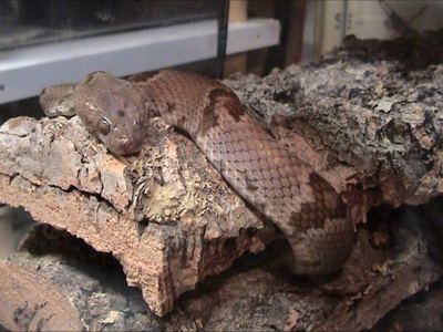 Texas lyre snake