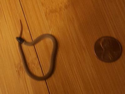 Southwestern blackhead snake