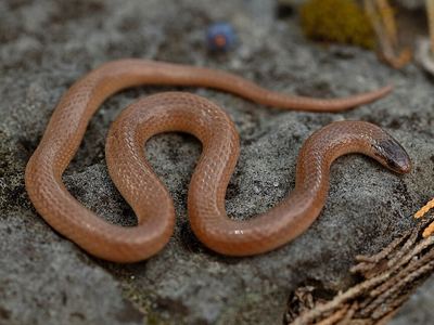 Flathead snake