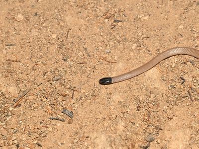 Western black-headed snake