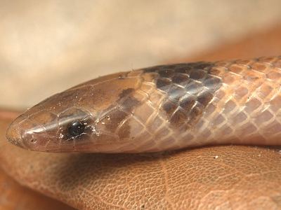 Florida crowned snake