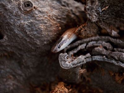 Mexican black-headed snake