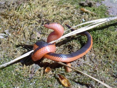 Western worm snake