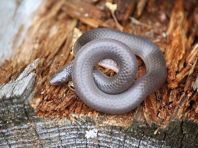 Eastern wormsnake