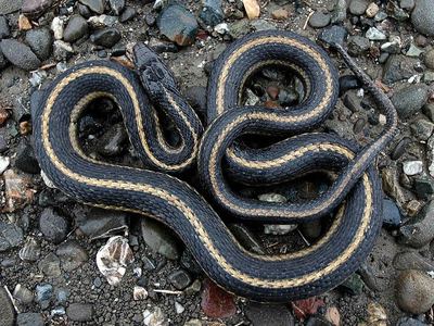 Giant garter snake