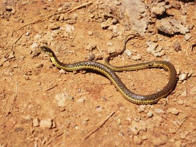 Two-striped garter snake