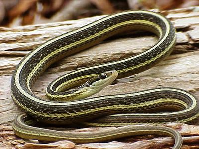 Eastern ribbonsnake