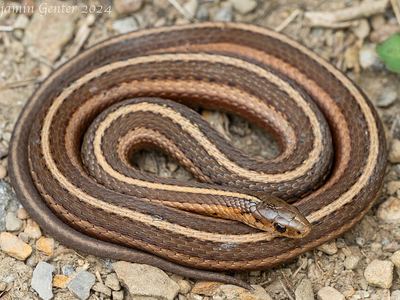 Shorthead garter snake
