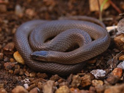 Rough earthsnake