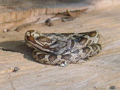 Slowinski's cornsnake