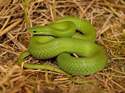 Smooth green snake