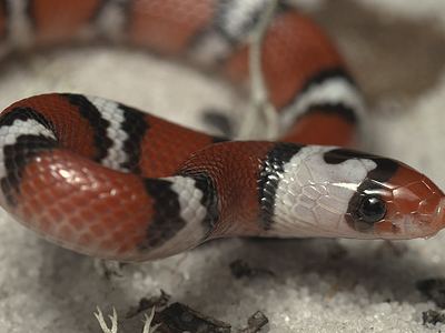 Scarlet snake