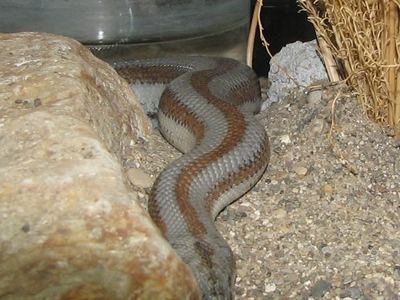 Northern three-lined boa