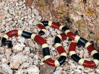 Sonoran coralsnake