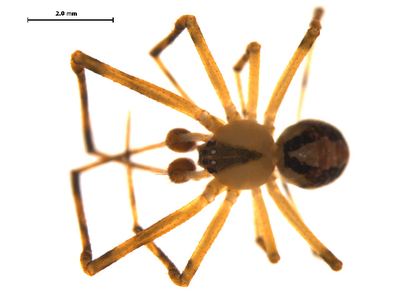 Canalidion montanum