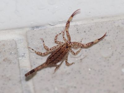Spotted scorpion