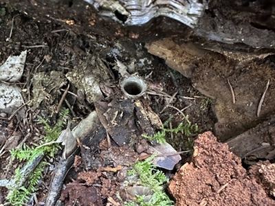 California turret spider