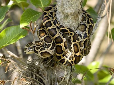 Burmese python