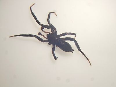 Zelotes duplex