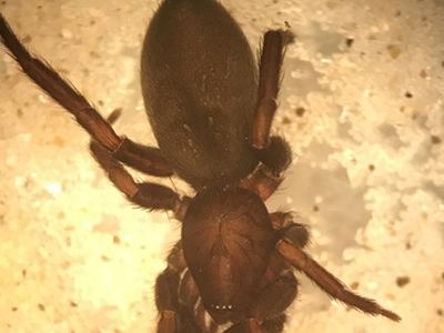 Zelotes fratris