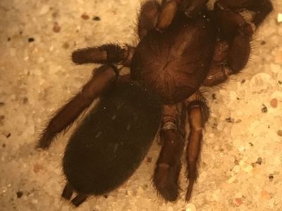 Zelotes lasalanus