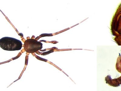 Micaria aenea