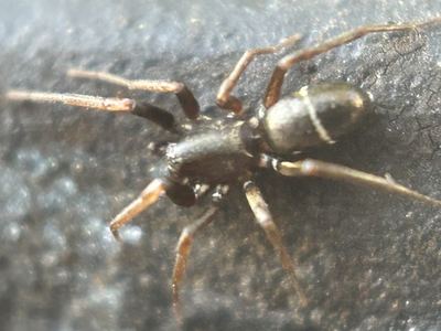 Related species: Micaria pulicaria