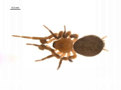 Glacial hahniid spider