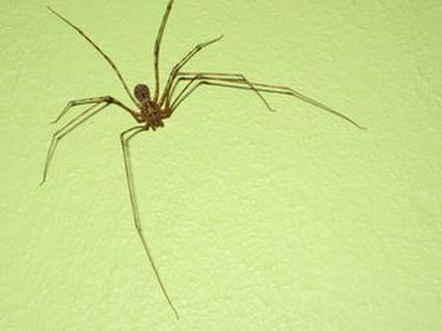 Chilean tiger spider