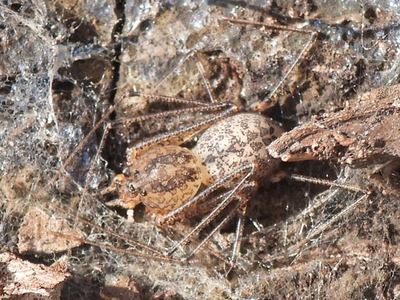 Scytodes atlacoya