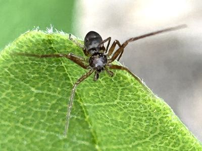 Philodromus minutus