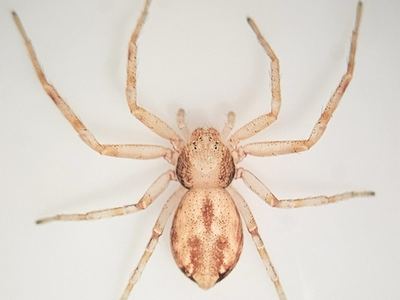 Philodromus montanus