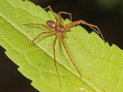 Metallic crab spider