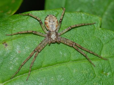 Turf running spider