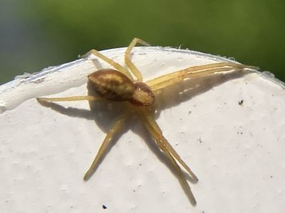 Philodromus exilis