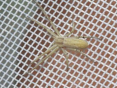 Philodromus pratariae