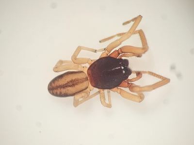 Meriola decepta