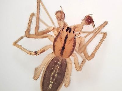 Pachygnatha tristriata