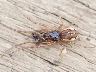 Pachygnatha brevis