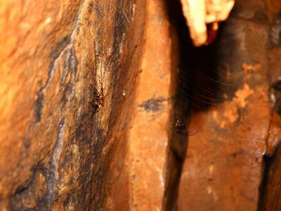Eastern cave long-jawed spider