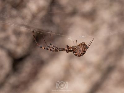 Azilia affinis
