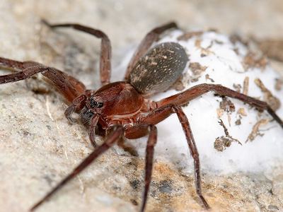 Arkansas wandering spider