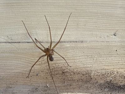 Arizona recluse