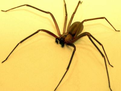 Brown recluse
