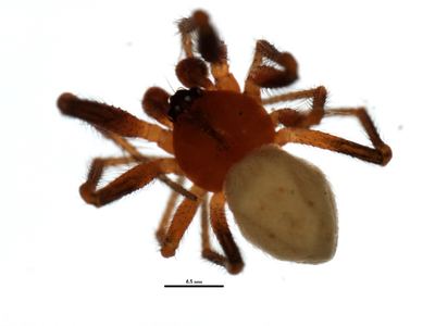 Spotted cobweaver